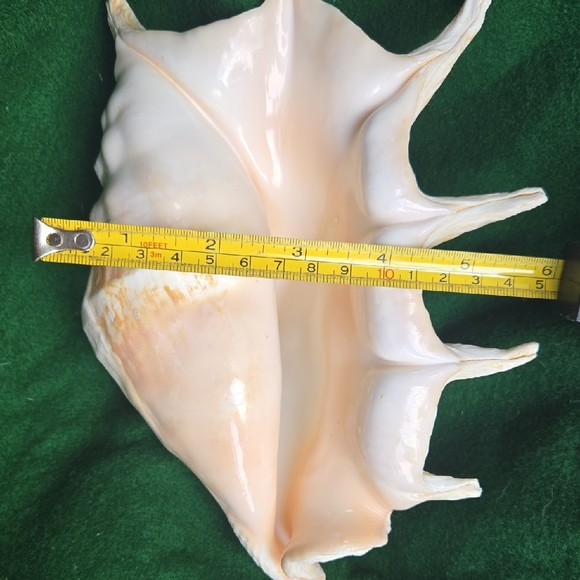 Large Seashell Decor - Picture 2 of 6